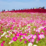 Oarai Isomae Shrine & Hitachi Seaside Park  day tour from Tokyo