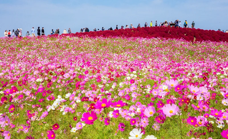 Oarai Isomae Shrine & Hitachi Seaside Park  day tour from Tokyo