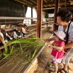 Keda Goat Farm ticket in Yilan