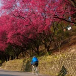 Maokong The Tea Haven & Shenkeng Old Street Tofu Private Day Tour