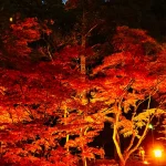 Maple Leaves Eihoji, Korankei Gorge & Shikizakura Tour from Nagoya