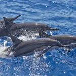 Snorkelling and Dolphin Watching Experience in Lana