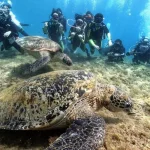 Xiaoliuqiu Diving Experience in Pingtung by Bear Diving