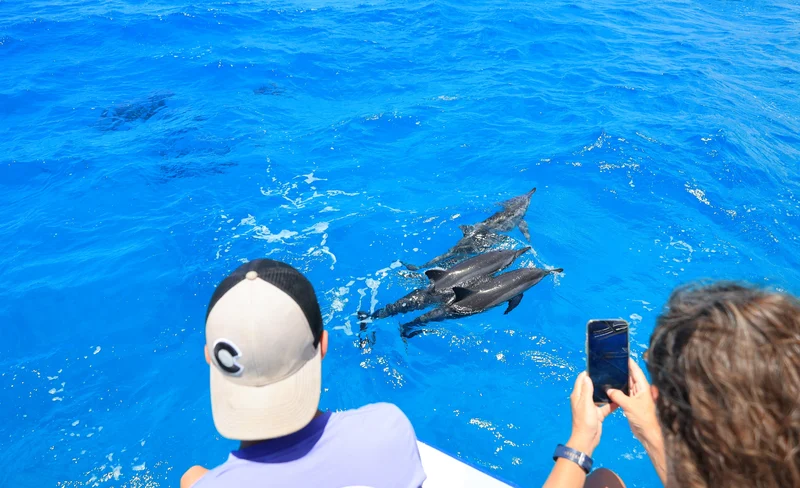 Kona Snorkel & Dolphin Watching Tour