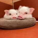 Fully Private Room Mini Pig Cafe with Feeding Experience in Tokyo