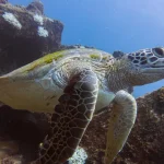 Pingtung｜Kenting Fangdai Diving Club｜SDI OW Exam · Experience Diving · Tourist Diving