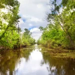 Swamp Boat Cruise with Transportation from New Orleans