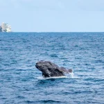 Whale Watching Experience from Kewalo Harbor with Optional Transfer