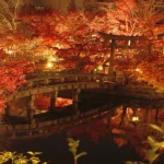 Kyoto Half Day Walking Tour with the Illumination in Autumn