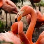 Flamingo Gardens Ticket in Florida