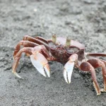 Pingtung: Sand Crab Fishing Experience at Linbian Crescent Bay