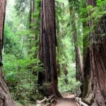 Muir Woods and Sausalito Tour with Bay Cruise from San Francisco