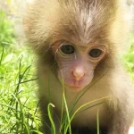 Shodoshima Choshikei Nature Zoo Monkey Park Ticket in Kagawa