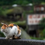 Private Tour: Jiufen, Shifen and Houtong Cat Village