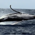 Whale Watching and Popular activity package(Naha Departure)