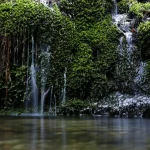 Yakushima Half Day YAKUSUGILAND Walking