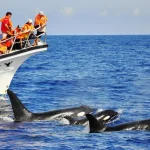 Hualien Whale-Watching Tour by Whale World