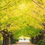 Showa Kinen National Park Flower Viewing One Day Tour from Tokyo