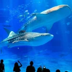 Okinawa Churaumi Aquarium & Manzamo & Pineapple Park /1-Day Bus Tour