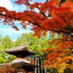 Mt. Koya Autumn Leaves Viewing & Orange Picking Day Tour from Osaka