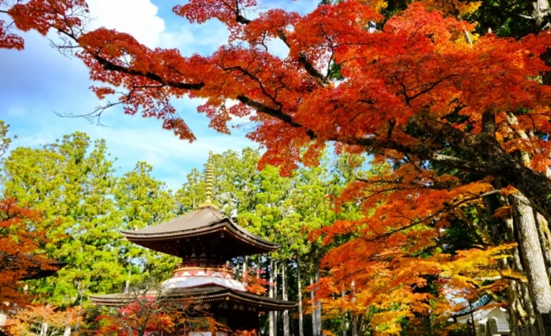 Mt. Koya Autumn Leaves Viewing & Orange Picking Day Tour from Osaka