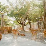 Paradise of Deer Ticket in Kenting Pingtung