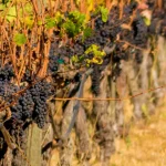 Sonoma and Napa Valley Wine Country Day Tour from San Francisco