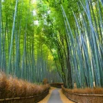 Uji, Fushimi Inari Taisha, & Arashiyama Bamboo Forest One Day Tour