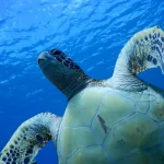 Tumon Turtle Quest: Kayak Snorkeling Adventure with PADI 5* Center