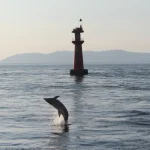 Dolphin Watching Tour in Kumamoto