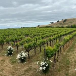 Wine Tasting Tour from San Francisco