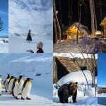 One-day trip to Asahikawa Zoo & Internet celebrity Biei Tree & Shirasu Falls & Fairy Terrace (departing from Hokkaido)