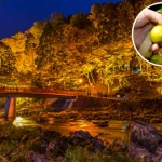 Korankei Illumination and Orange Picking 1 Day Bus Tour from Nagoya