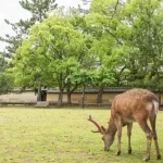 Kyoto and Nara Park One Day Tour from Osaka