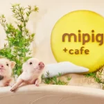 Micro Pig Cafe Experience in Osaka