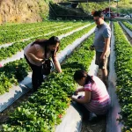 Miaoli Orange Second Generation Strawberry Farm: Fruit Picking Ticket