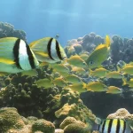 Oahu Snorkeling and Turtle Watching Half Day Tour