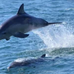 Dolphin Watching Experience in Amakusa