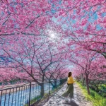 Izu Kawazu Sakura & Strawberries Picking One Day Tour from Tokyo