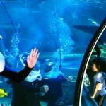 SeaTREK Experience in Aquarium of Guam