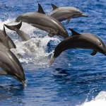 Dolphin Snorkeling Experience in West Oahu