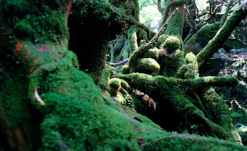 Yakushima Private Island Sights Day Tour