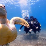 Liuqiu Green Sea Turtle: Diving Diving Experience