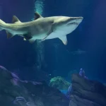 Georgia Aquarium Admission in Atlanta