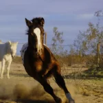 Animal Visit and Adventure Ride Experience in Joshua Tree