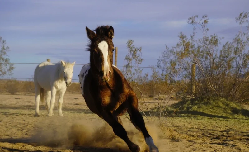 Animal Visit and Adventure Ride Experience in Joshua Tree