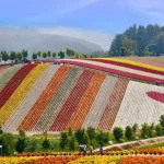 Shikisai no Oka & Furano & Biel Blue Pond Day Tour | From Sapporo