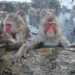 Snow Monkey Tour from Tokyo with Beef Sukiyaki Lunch