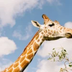 Wild Florida Drive-Thru Safari Park Admission in Orlando