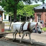 Family Day Tour in Sapporo with Local Guide